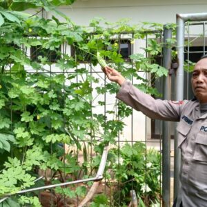 Dukung Ketahanan Pangan, Polsek Grogol Petamburan Dampingi Petani Urban di RPTRA Mandala