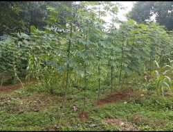 DI JUAL CEPAT: TANAH SELUAS 2277 M. DEKAT SEKOLAHAN SMA 21 YANG MANGKRAK, PEDURENAN JATI LUHUR, KEC. JATI ASIH KOTA BEKASI